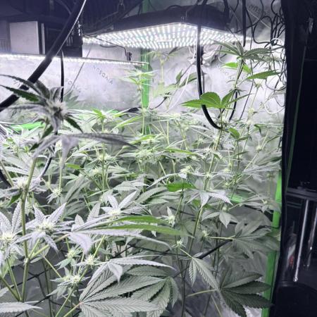 Grape Gas (Compound x Cannarado) #4