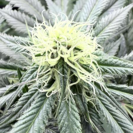 Spanish Moon S1 (Lovin' In Her Eyes)