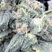 🥦 Sticky Broccoli  —  EGC 2026 🥦