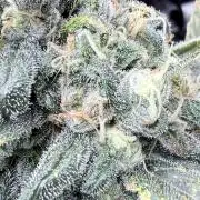 🥦 Sticky Broccoli  —  EGC 2026 🥦