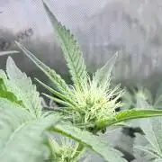 Legendary Larry (DOJA x Swamp Boys) #8