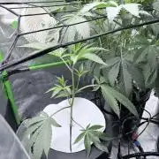 Legendary Larry (DOJA x Swamp Boys) #7
