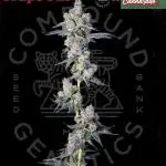 Grape Gas (Compound x Cannarado)