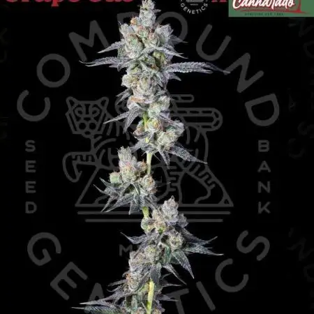 Grape Gas (Compound x Cannarado)