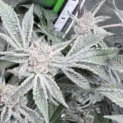 Legendary Larry (DOJA x Swamp Boys) #5