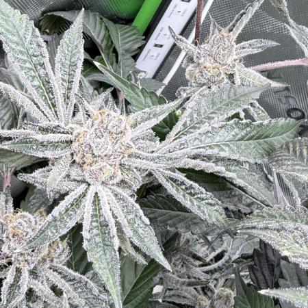 Legendary Larry (DOJA x Swamp Boys) #5