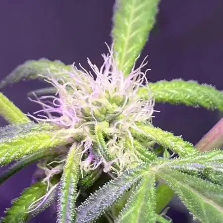Runtz clones from EGC25 - (Aeroponic in Franken-tent)