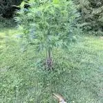 Farmer's Market Clone - Outdoor