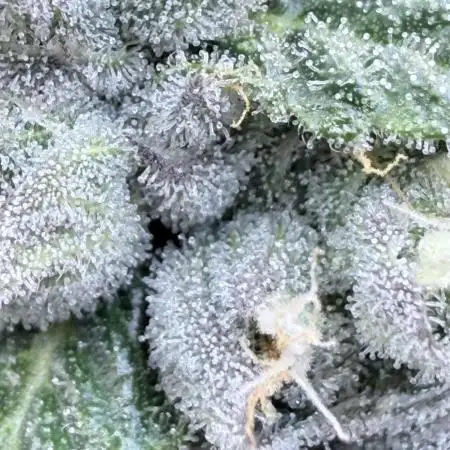 Triangle Kush X Irene - from Nspecta