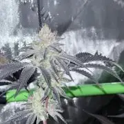 Legendary Larry (DOJA x Swamp Boys)