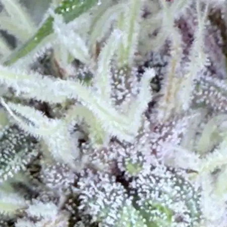 Moonrock Auto - custom RDWC