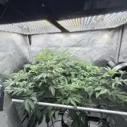Grape Gas (Compound x Cannarado) #2