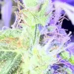 Zkittlez X Moonbow - Aeroponic