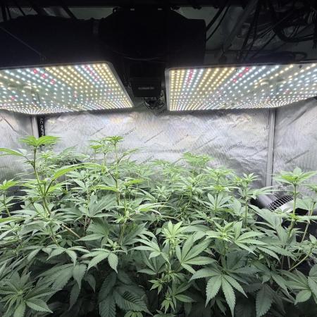 Grape Gas (Compound x Cannarado) #2