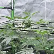 Legendary Larry (DOJA x Swamp Boys) #5