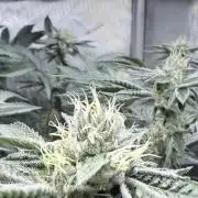 Legendary Larry (DOJA x Swamp Boys) #6