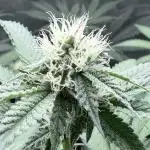 Legendary Larry (DOJA x Swamp Boys)