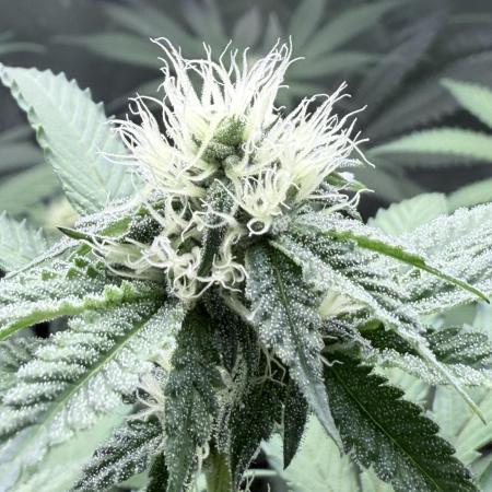 Legendary Larry (DOJA x Swamp Boys)