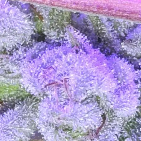 [CHEMxTKxJFG] X The Menthol - Aeroponic