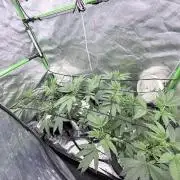 Grape Gas (Compound x Cannarado) #4