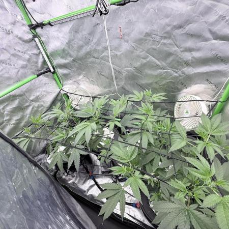 Grape Gas (Compound x Cannarado) #4