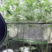 Grape Gas (Compound x Cannarado) #3