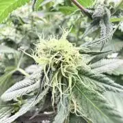 Spanish Moon S1 (Lovin' In Her Eyes)