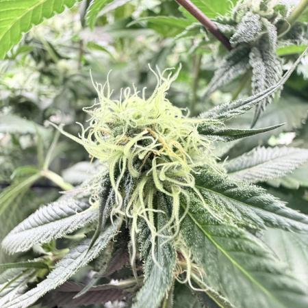 Spanish Moon S1 (Lovin' In Her Eyes)