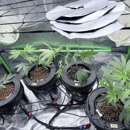 Grape Gas (Compound x Cannarado) #4