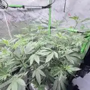Grape Gas (Compound x Cannarado) #4