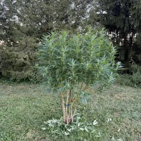 Farmer's Market Clone - Outdoor