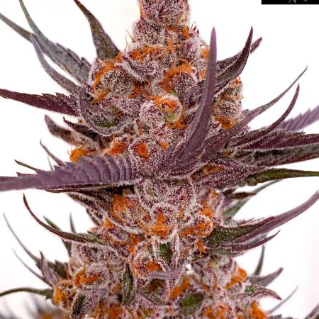 Spanish Moon S1 (Lovin' In Her Eyes)