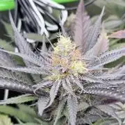 Spanish Moon S1 (Lovin' In Her Eyes)