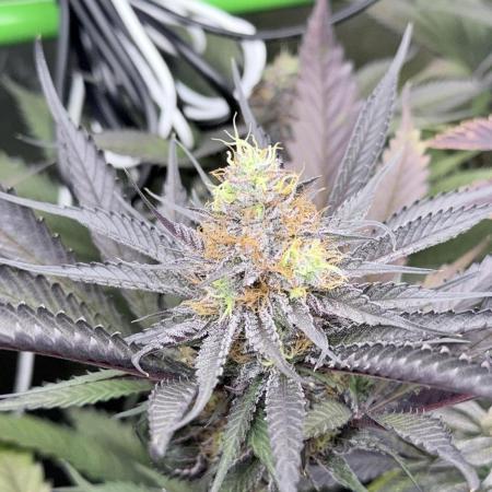 Spanish Moon S1 (Lovin' In Her Eyes)