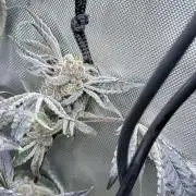 Legendary Larry (DOJA x Swamp Boys) #8