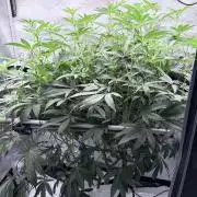 Legendary Larry (DOJA x Swamp Boys) #6