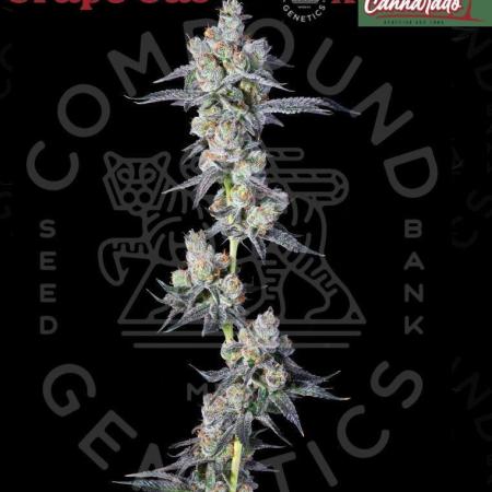 Grape Gas (Compound x Cannarado)