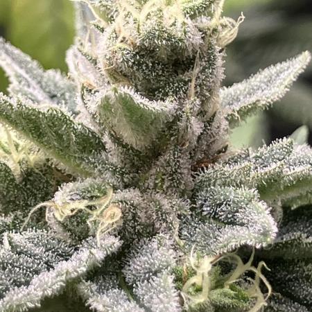 Jet Puft - The Menthol Vol. 2 - RDWC Run 2