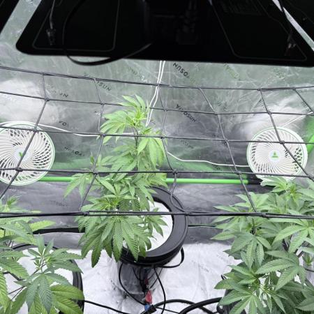 Grape Gas (Compound x Cannarado) #3