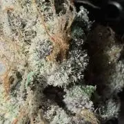 Legendary Larry (DOJA x Swamp Boys) #7