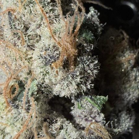 Legendary Larry (DOJA x Swamp Boys) #7