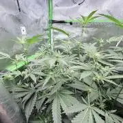 Legendary Larry (DOJA x Swamp Boys) #5