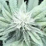 Grape Gas (Compound x Cannarado)