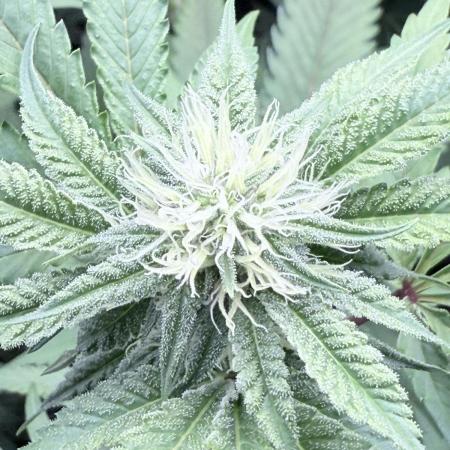 Grape Gas (Compound x Cannarado)