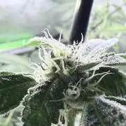 Grape Gas (Compound x Cannarado) #4