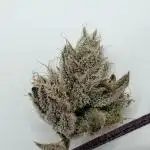 Jet Puft - The Menthol Vol. 2 - RDWC #4