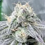 Grape Gas (Compound x Cannarado)