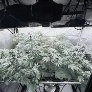 Grape Gas (Compound x Cannarado) #2