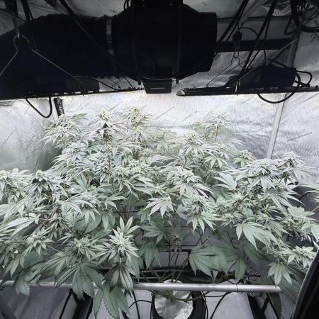 Grape Gas (Compound x Cannarado) #2