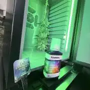 🥦 Sticky Broccoli  —  EGC 2026 🥦
